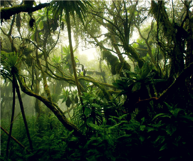 第三集刚果雨林